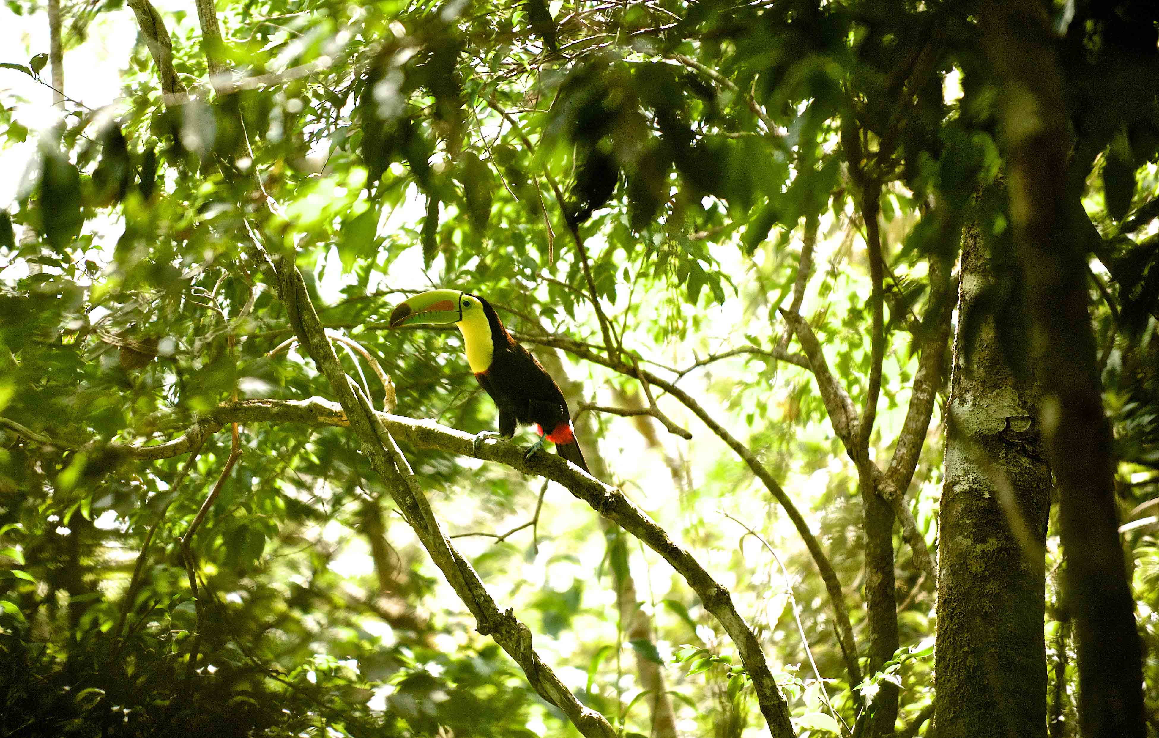 Private Tour: Monteverde Early Bird Watching Tour