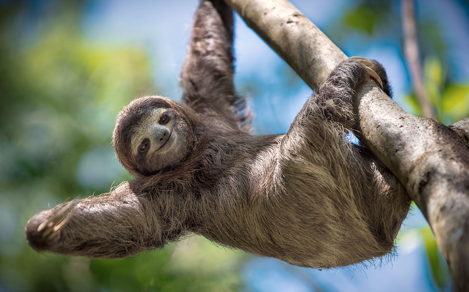 Sloths Watching Tour