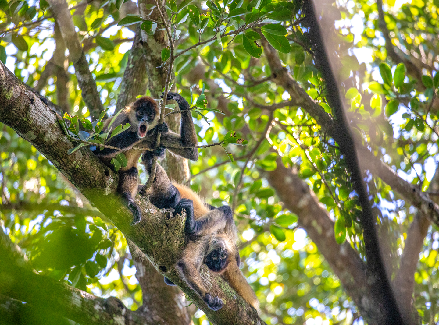 Rincon de la Vieja Volcano Hike, Waterfall Swim & Hot Springs Combo